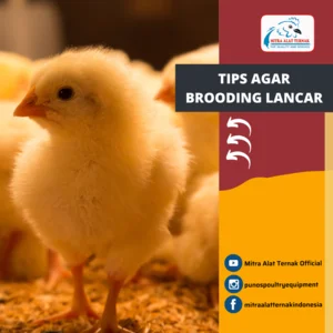 TIPS AGAR BROODING LANCAR