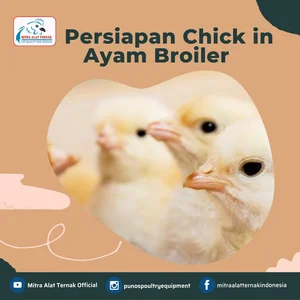 PERSIAPAN CHICK IN AYAM BROILER