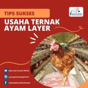TIPS SUKSES USAHA TERNAK AYAM LAYER